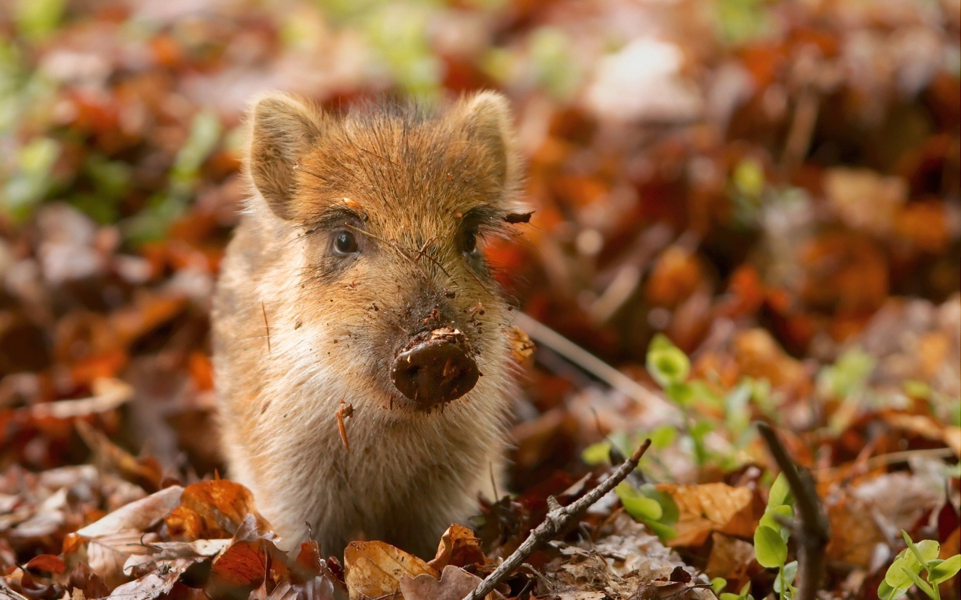 zwierzęta natura jesień małe słodkie zwierzę przyroda na zewnątrz ssak drewno jedzenie liść