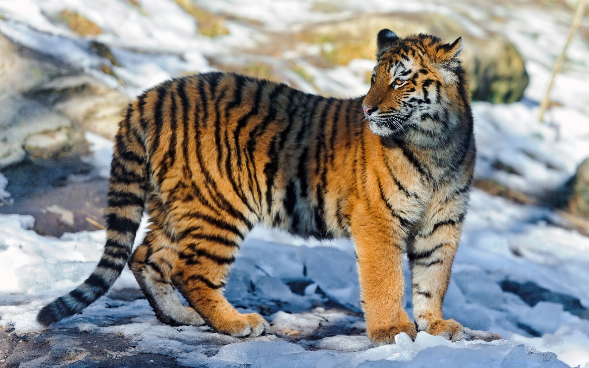 animais gato tigre vida selvagem mamífero predador faixa comedor de carne animal caçador selvagem pele grande jardim zoológico zangado olhando selva natureza safari perigo caça