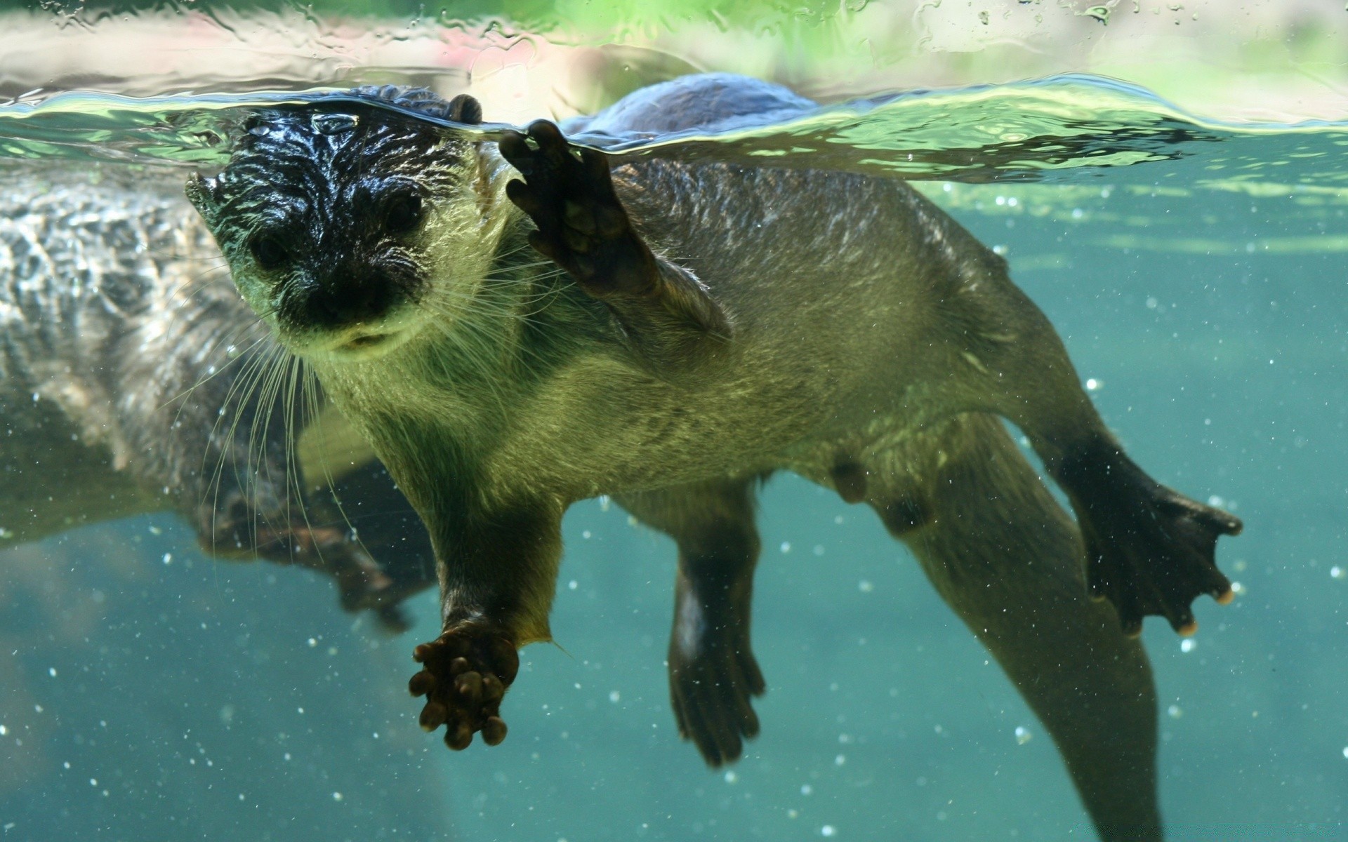 animais água natação debaixo d água vida selvagem natureza animal peixes mamífero vista lateral jardim zoológico ao ar livre aquário ambiente mar selvagem sozinho