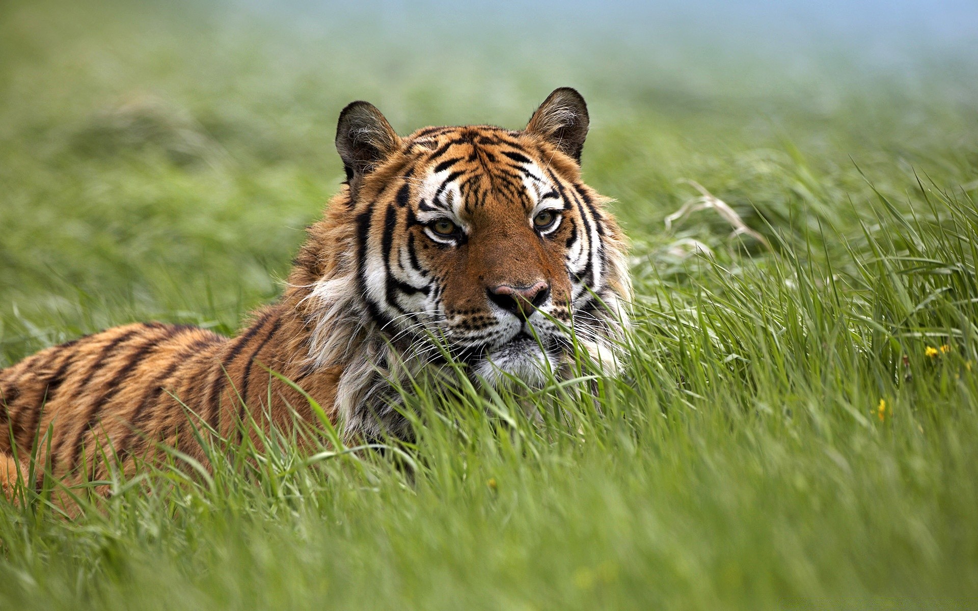 tiere tierwelt katze säugetier gras raubtier natur tiger jäger tier fell wild fleischesser groß dschungel safari jagd