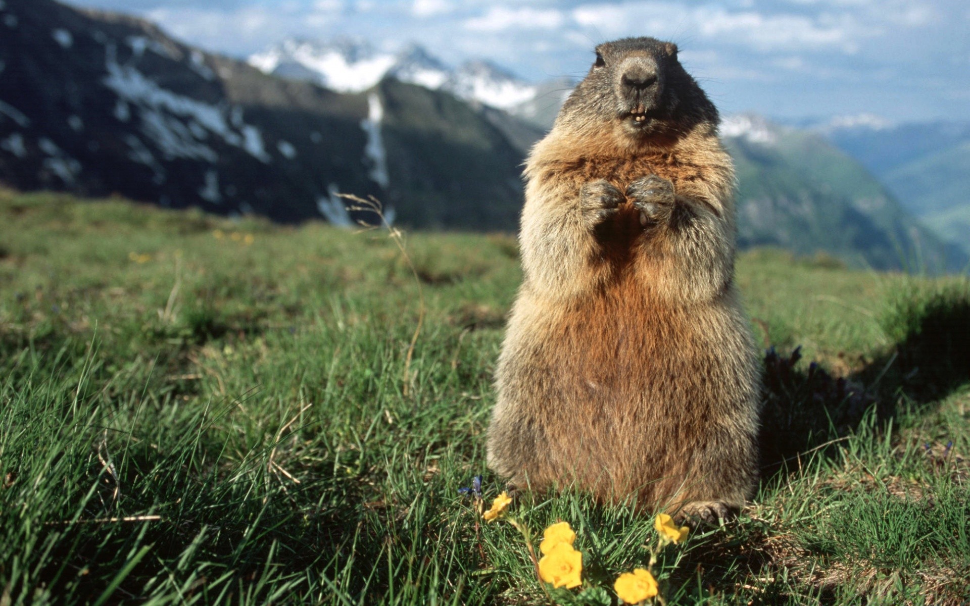 animals nature grass outdoors hayfield mammal travel mountain summer landscape wild sky