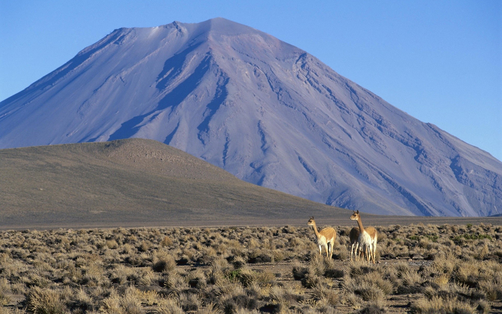 animales desierto volcán montañas luz del día al aire libre paisaje viajes arid cielo colina