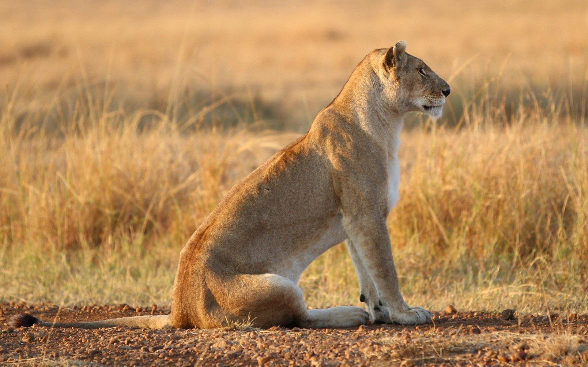 animais mamífero vida selvagem leão gato safari animal predador leoa pastagem grama selvagem parque natureza