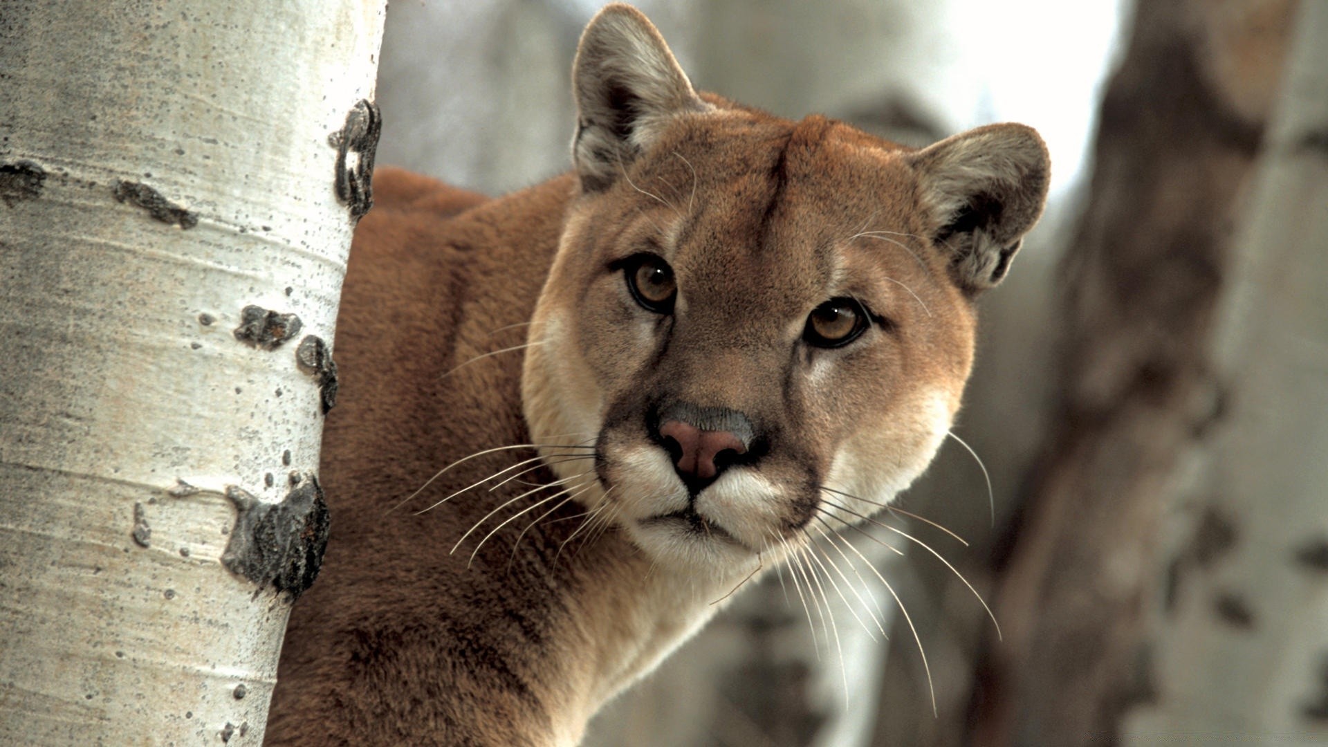 animais gato vida selvagem mamífero natureza leão predador retrato selvagem jardim zoológico