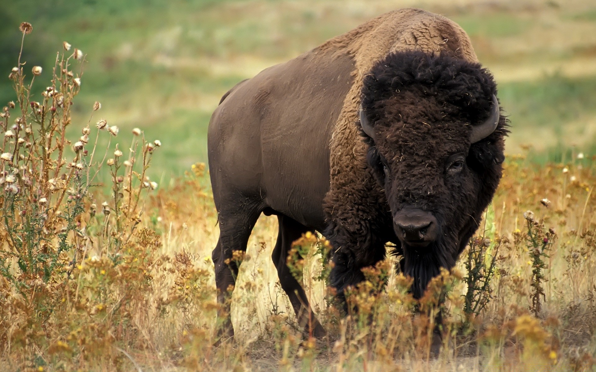 animals mammal wildlife animal grass nature outdoors grassland cattle wild