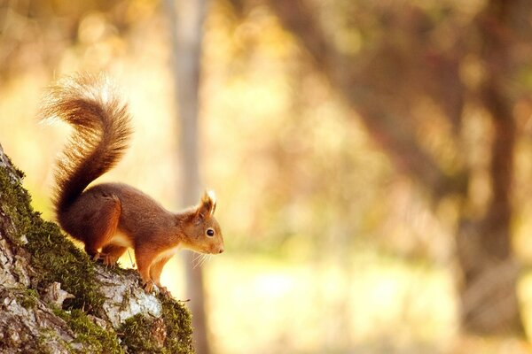 A forest dweller saw a nut