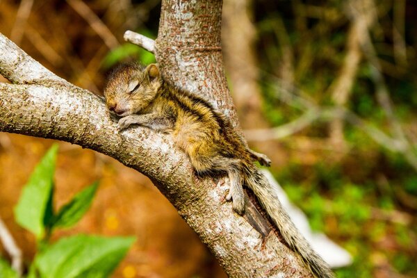 एक छोटी सी गिलहरी एक पेड़ में सोती है