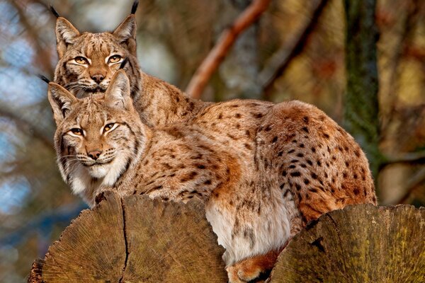 Gatti selvatici che guardano nell obiettivo