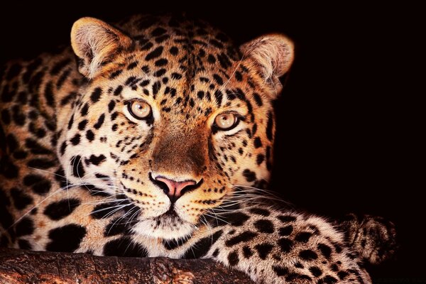 The leopard is the fastest mammal