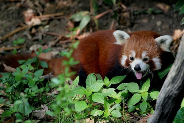 Un animal lindo en su entorno