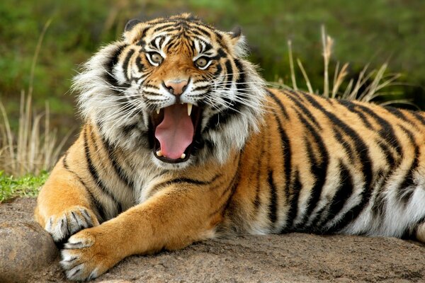 Photo of a snarling tiger on a rock