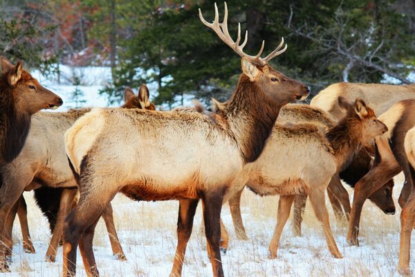 Jasper Wildlife National Park