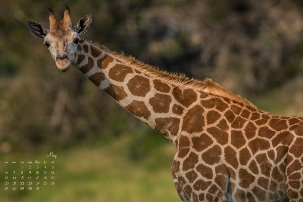 Girafa, um mamífero da vida selvagem