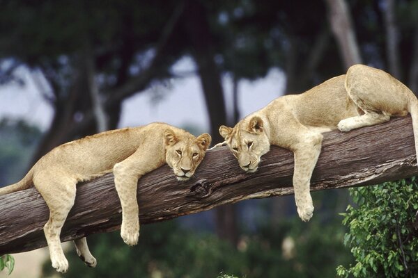 Leonas descansando en un árbol caído