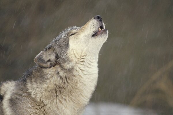 Loup sauvage guerrier sur la lune