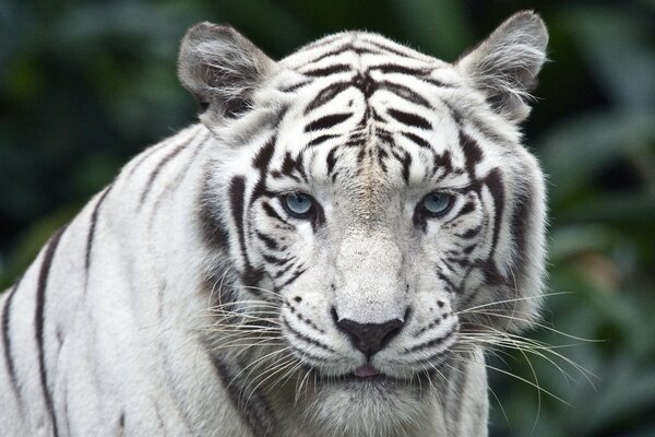 Tigre blanc aux yeux bleus