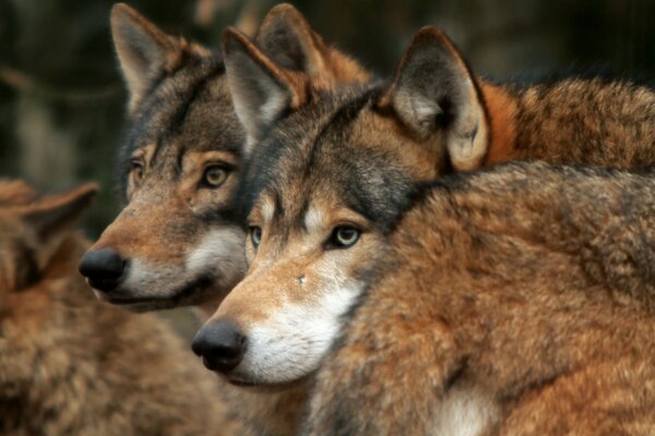 The look of a pack of red dogs