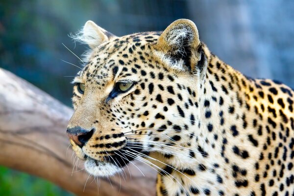 Le regard hishny du chat sauvage