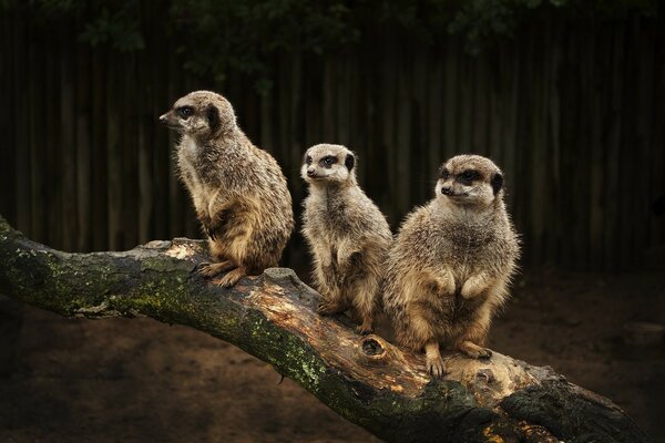 Animales salvajes en el zoológico, animales en el árbol