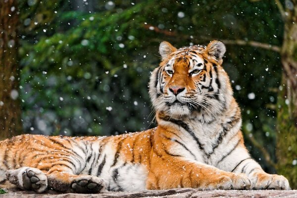 Snow falls on the tiger which lies