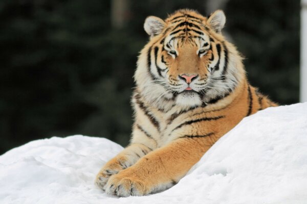 Statuaria tigre che riposa nella neve