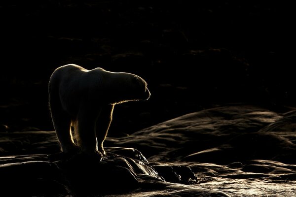 Orso selvatico alla guardia di notte