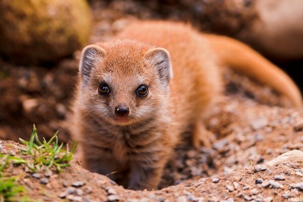 Animal mignon de la faune