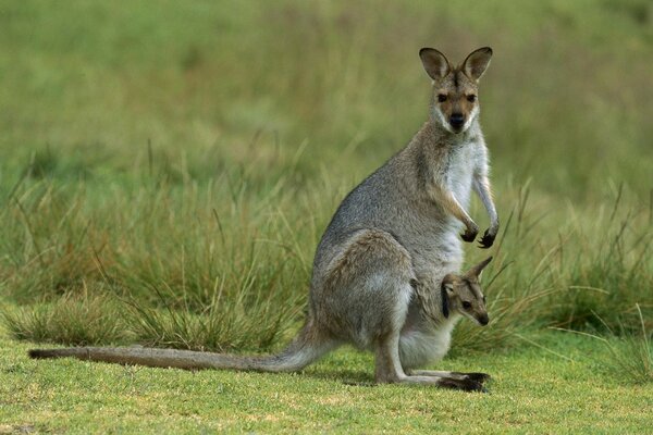 Kangourous et kangourous. Mammifère marsupial