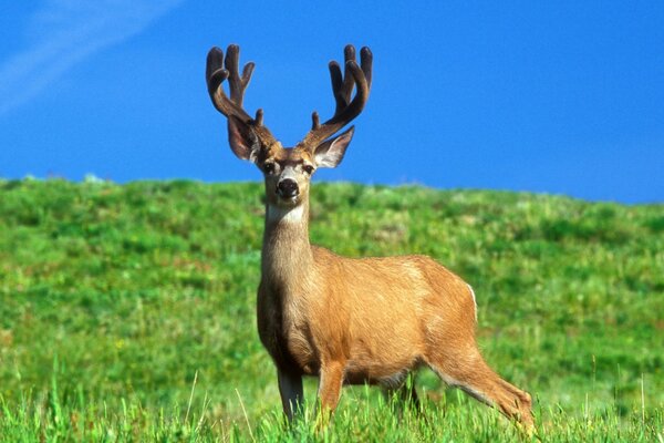 Cerf chic dans la nature