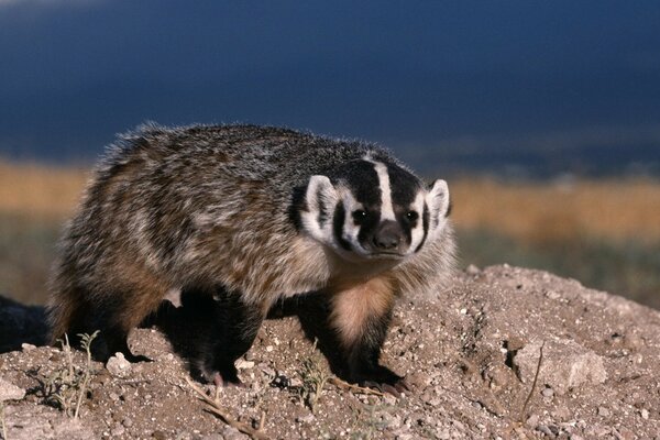 Mammalian wildlife in the fresh air