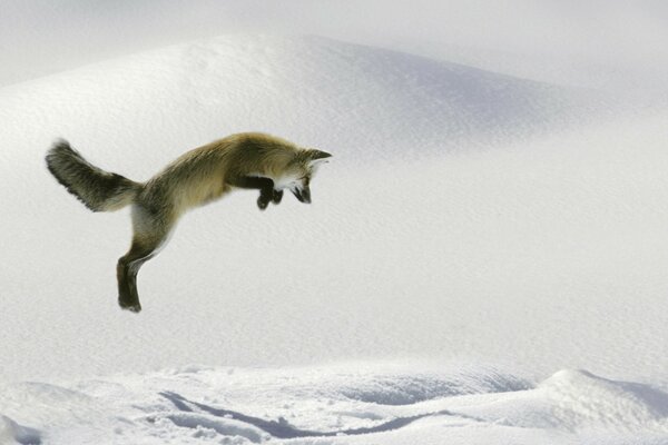 Winterjagd eines Fuchses auf Tundra-Bewohner