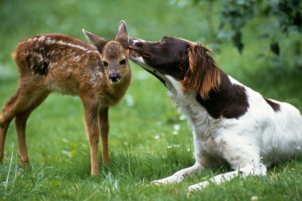 Animals in the green nature