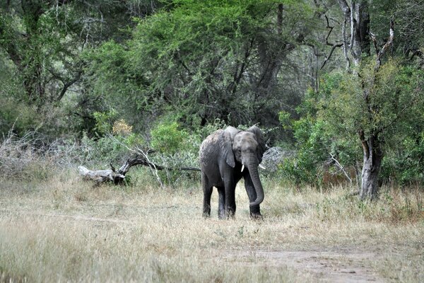 L elefante si precipita in un abbeveratoio. Mammifero nella foresta