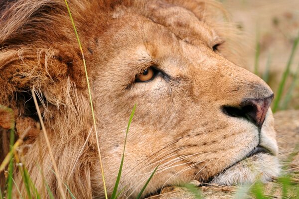 A tired lion is resting in the grass