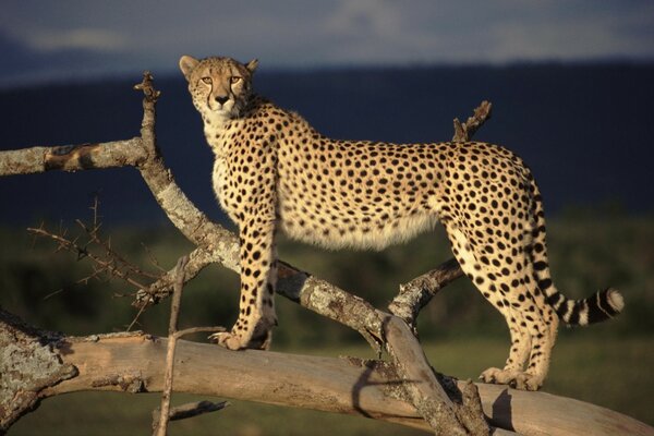 El gato leopardo camina caminando