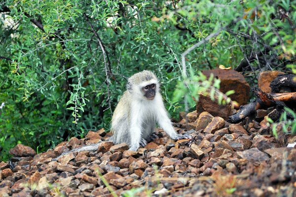 Cute monkey resting on the rocks