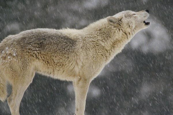 Heulender Wolf auf Schnee Hintergrund