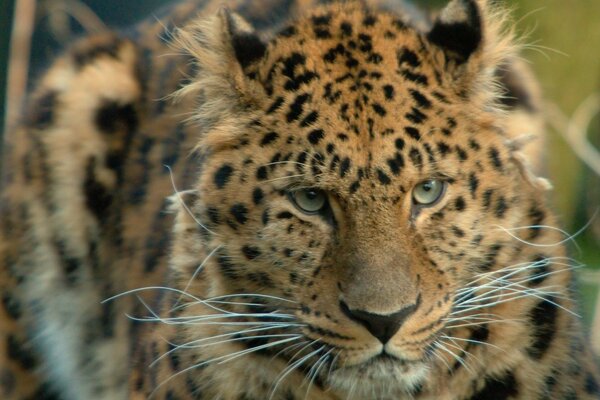 Leopard is a wild beautiful cat