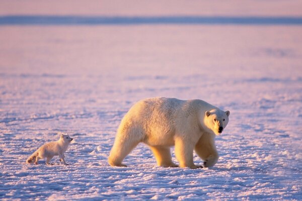 Pobre urso e escriba na neve gelada