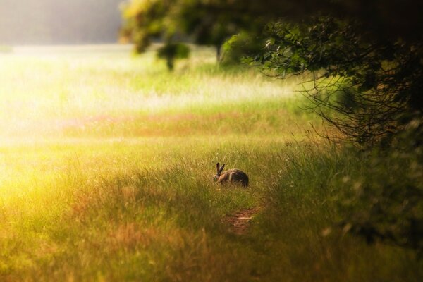 Herbe ensoleillée dans la nature