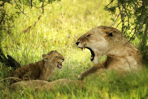 Lioness and lion cub in the wild