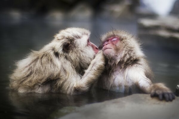 Two monkeys wash in the water