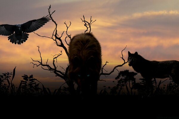 Night hunting in the steppe at sunset