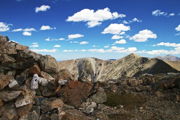 A white goat against the sky in the mountains