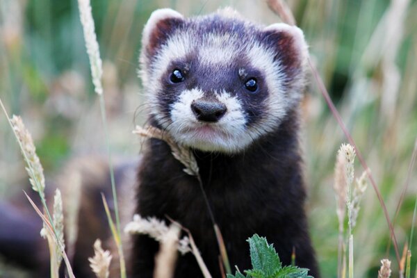 Cute striped animal in the grass