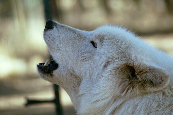 Lobo blanco aullando a la Luna