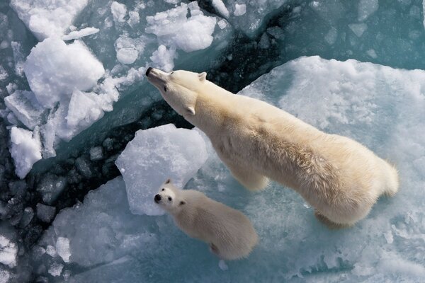 A polar bear with her bear cub on an ice floe