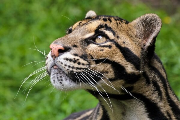 Große Katzen mit schwarzen Linien