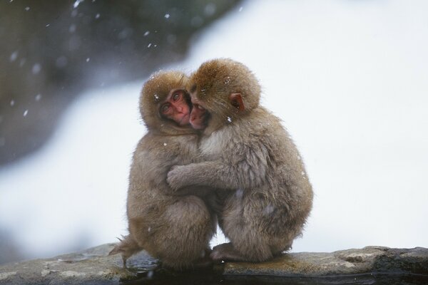 Dos monos se abrazan entre la nieve