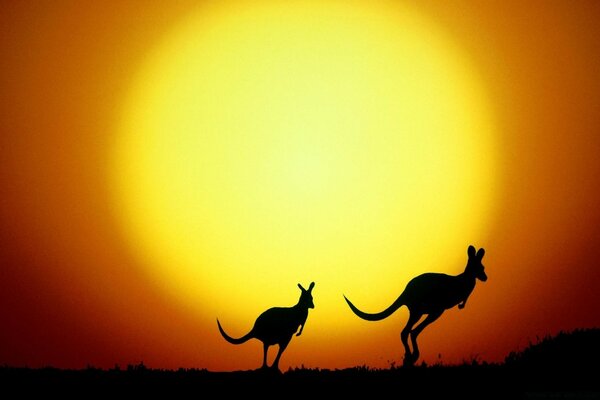 Silhouette of two kangaroos at sunset